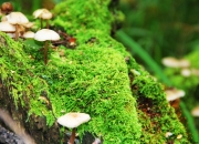 雷火电竞下载-从CBA到NBA，上海队过关斩将，福克斯西决生死战主宰赛场